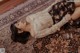 A woman laying on a rug with a glass of wine.